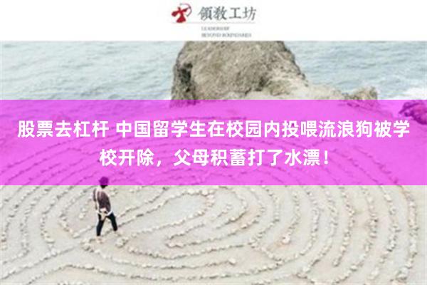 股票去杠杆 中国留学生在校园内投喂流浪狗被学校开除，父母积蓄打了水漂！