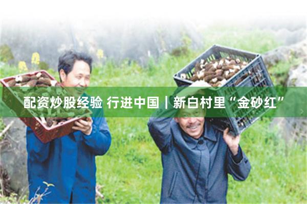 配资炒股经验 行进中国｜新白村里“金砂红”